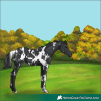 Horse Color:White Spotted Black