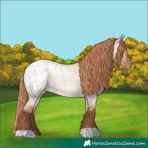 Horse Color:Red Dun Roan Appaloosa 