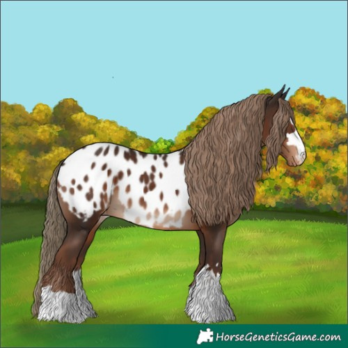 Horse Color:Liver Chestnut Appaloosa 