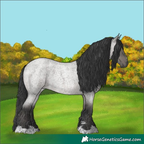 Horse Color:Grullo Roan 