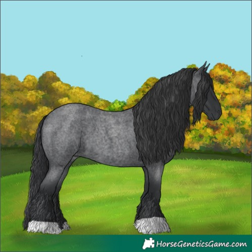 Horse Color:Blue Roan 