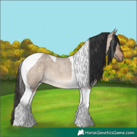 Horse Color:Bay Roan Dun Tobiano 