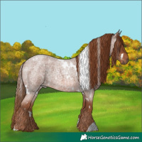 Horse Color:White Spotted Red Roan