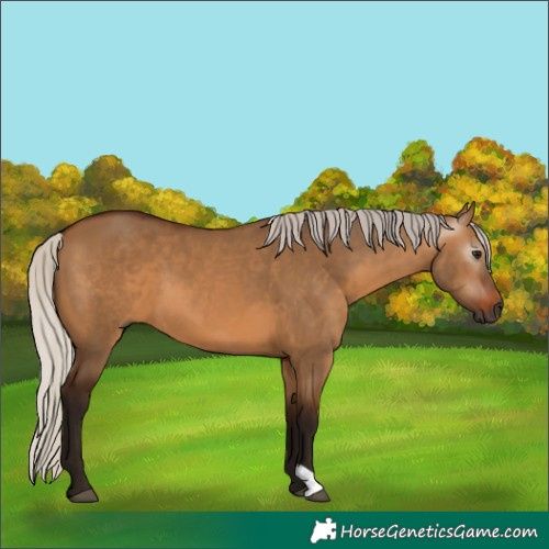 Horse Color:Gray Silver Bay Dun 
