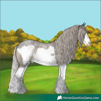 Horse Color:Silver Smoky Blue Roan Splash Frame