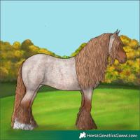 Horse Color:Red Roan 