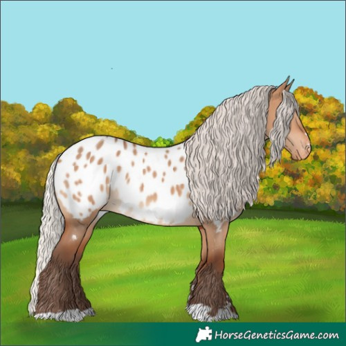 Horse Color:Silver Bay Dun Appaloosa 