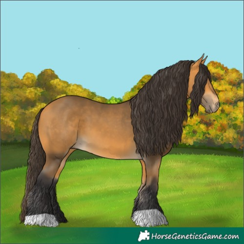Horse Color:Buckskin