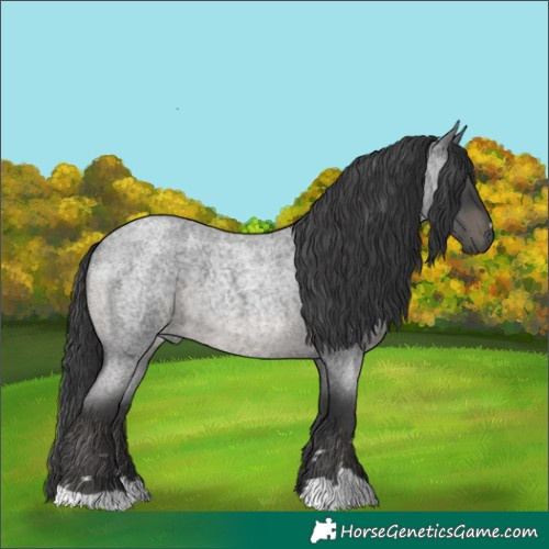 Horse Color:Blue Roan 