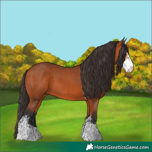 Horse Color:Bay Sabino