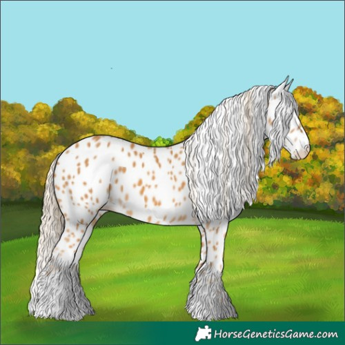 Horse Color:Palomino Appaloosa