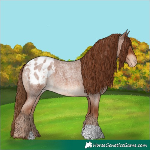 Horse Color:Red Roan Appaloosa 