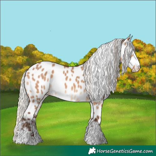 Horse Color:Silver Bay Dun Appaloosa 