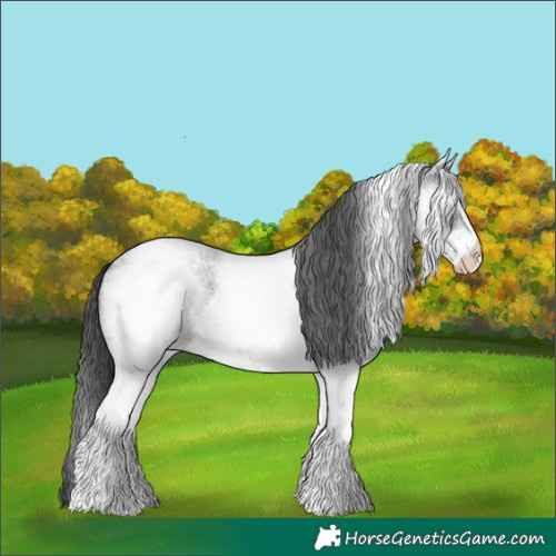 Horse Color:White Spotted Blue Roan