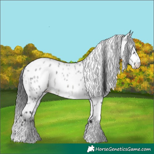 Horse Color:Blue Roan Appaloosa 