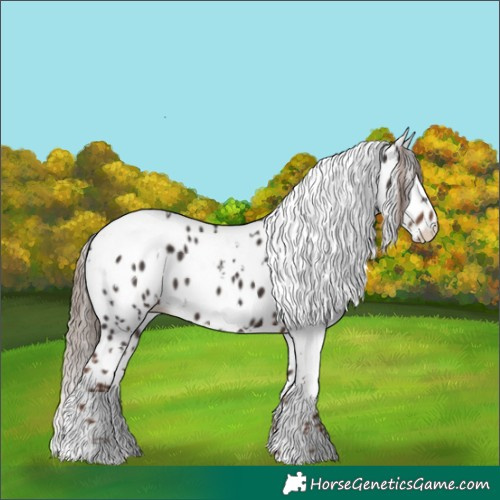 Horse Color:White Spotted Liver Chestnut Appaloosa 