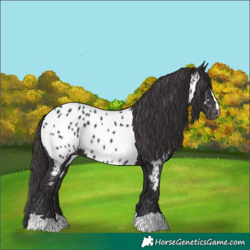 Horse Color:Smoky Black Appaloosa