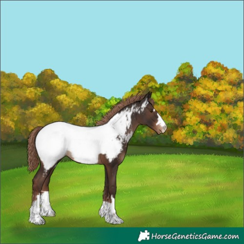 Horse Color:Liver Chestnut Near Fewspot 
