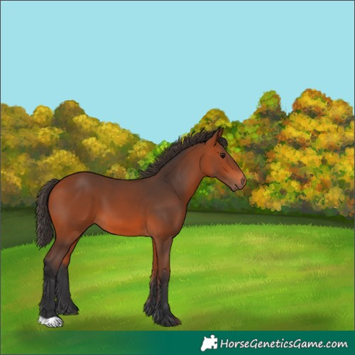 Horse Color:Bay 