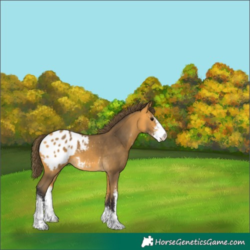 Horse Color:Buckskin Sabino Blanket