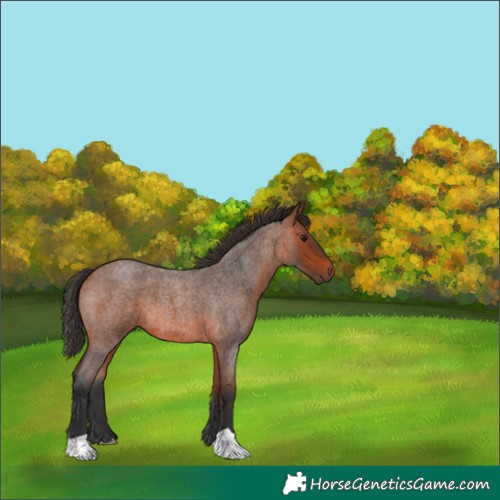 Horse Color:Bay Roan 