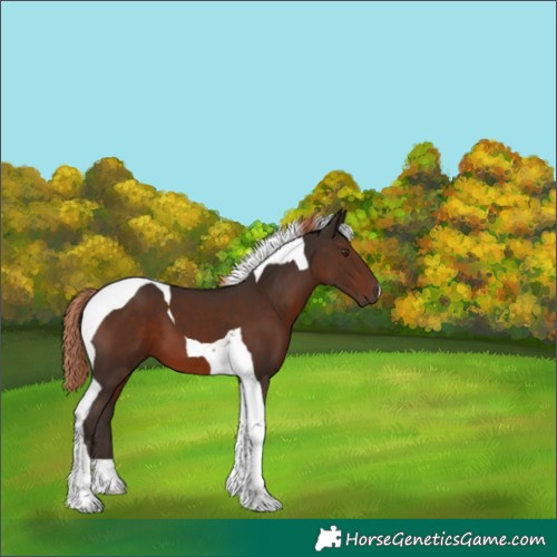 Horse Color:Liver Chestnut Tobiano