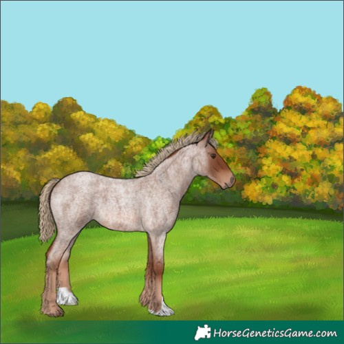 Horse Color:Red Roan