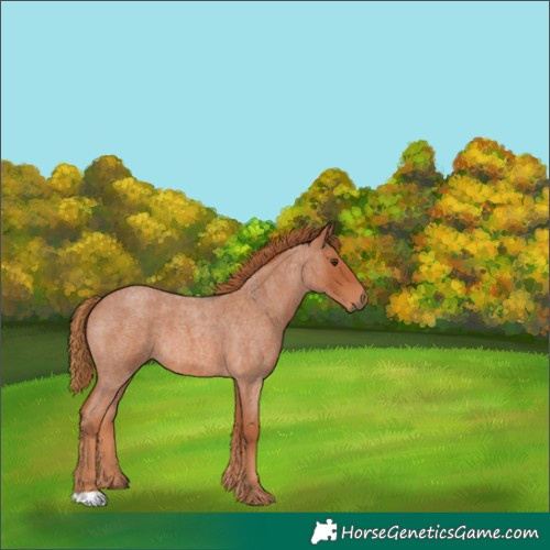 Horse Color:Red Roan 