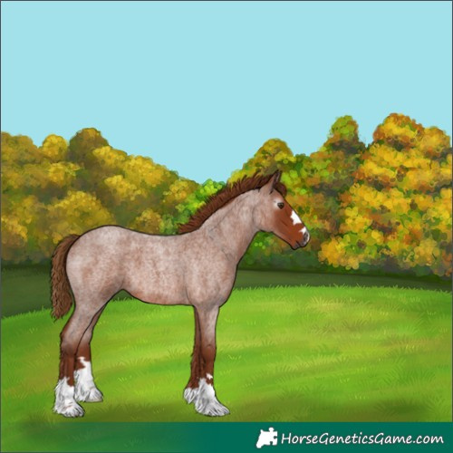 Horse Color:Gray Red Roan 
