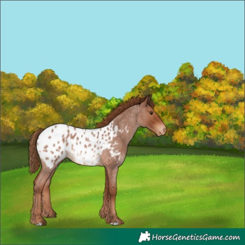 Horse Color:Red Roan Blanket 