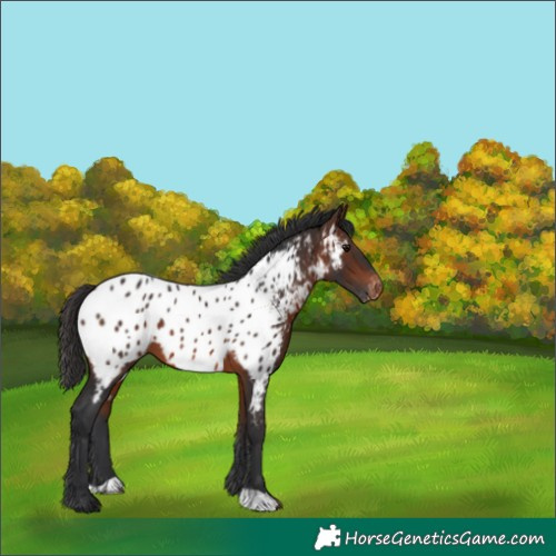 Horse Color:Brown Near Leopard 
