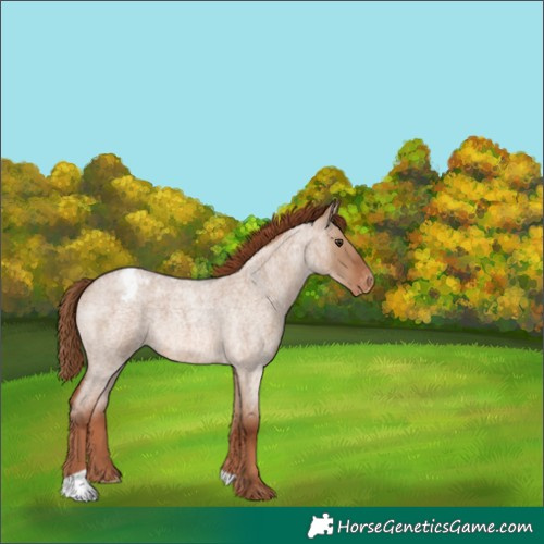 Horse Color:Red Dun Roan Varnish