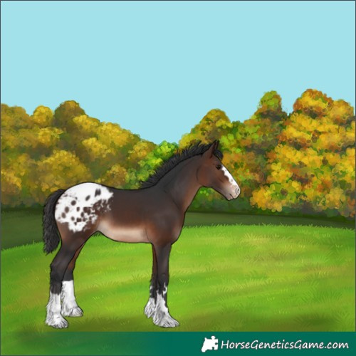 Horse Color:Brown Appaloosa 