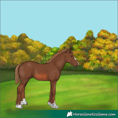 Horse Color:Chestnut 
