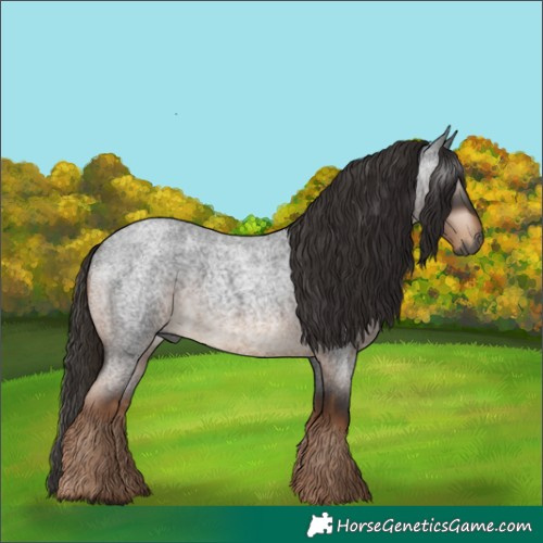 Horse Color:Gray Liver Red Roan 