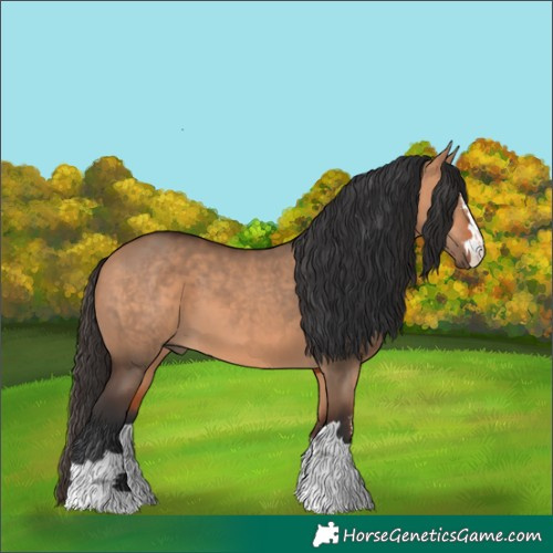Horse Color:Bay Dun 