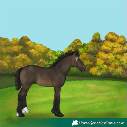 Horse Color:Gray Brown Dun 