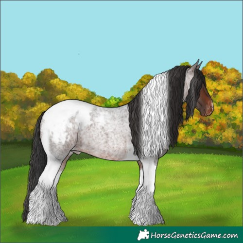 Horse Color:Brown Roan Tobiano Appaloosa 