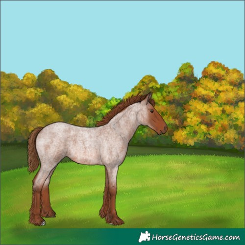 Horse Color:Red Roan 