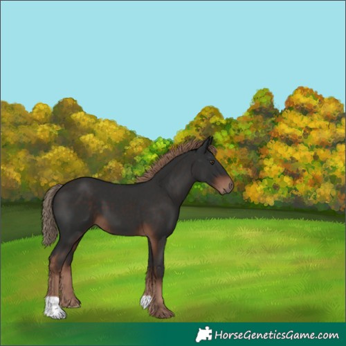 Horse Color:Liver Chestnut 