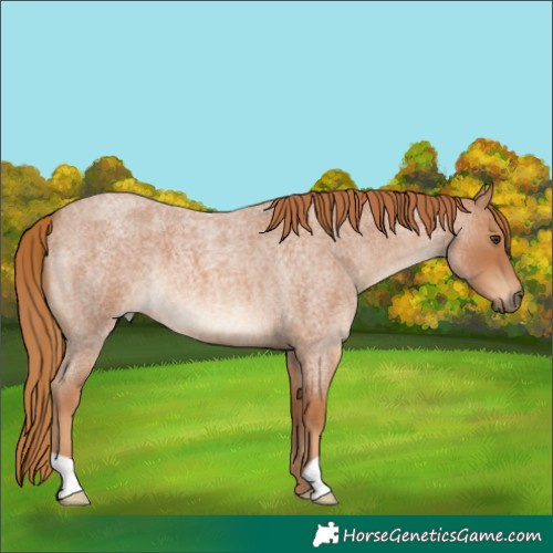Horse Color:Red Roan 