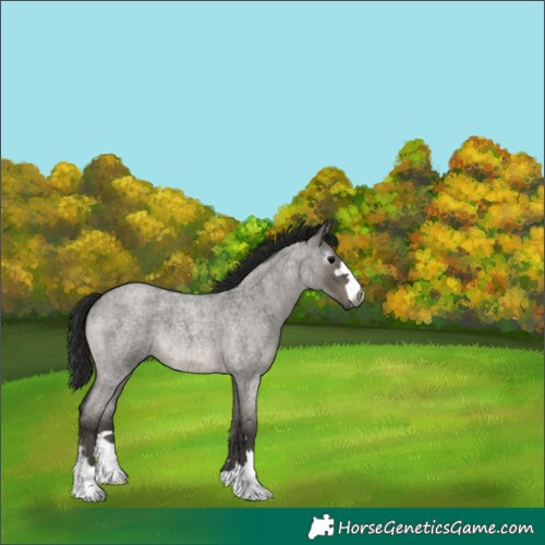 Horse Color:Gray Grullo Roan 