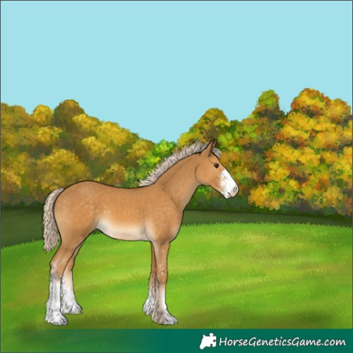 Horse Color:Palomino Sabino 