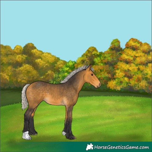 Horse Color:Silver Buckskin 