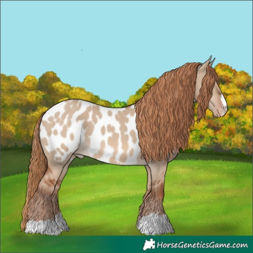 Horse Color:Red Dun Appaloosa 