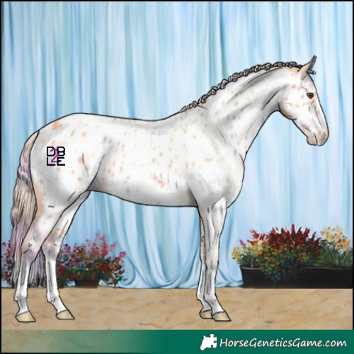 Horse Color:Nacre Palomino Dun Sabino Near Leopard 