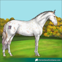 Horse Color:Nacre Palomino Dun Sabino Appaloosa 