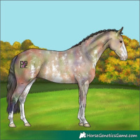 Horse Color:Nacre Bay Sabino 