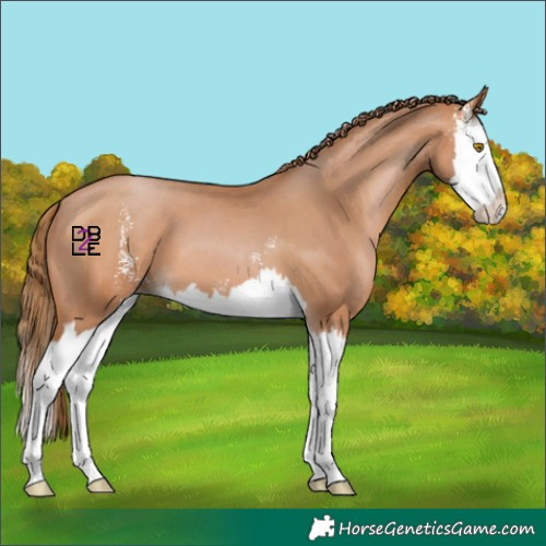 Horse Color:Brown Pearl Sabino Splash 
