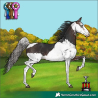 Horse Color:White Spotted Bay Dun Sabino Rabicano  and White Spotted Brown 